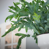 Phlebodium aureum ‘Blue Star’