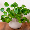 Pilea Peperomioides - Medium