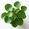 Pilea Peperomioides - Small