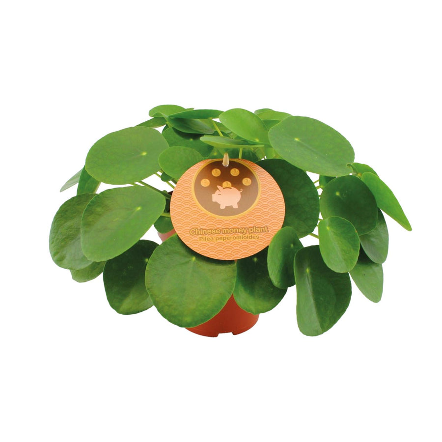 Pilea peperomioides – Medium