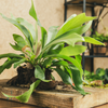 Platycerium bifurcatum – Medium