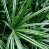 Rhapis Excelsa - Large
