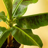 Banana tree (Musa) (M) + Decorative Pot (Blue)