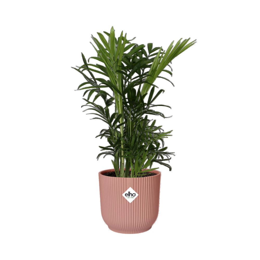 Chamaedorea elegans + Sierpot