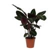 Calathea ‘Warscewiczii’ – Extra Groot