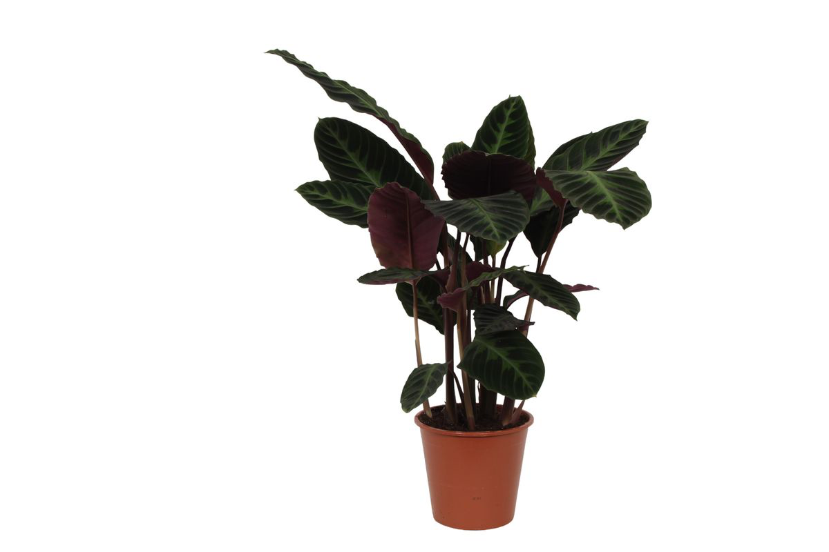 Calathea ‘Warscewiczii’ – Extra Groot