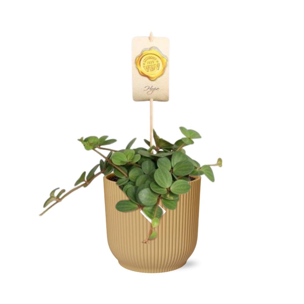 Peperomia ‘Hope’ + Sierpot