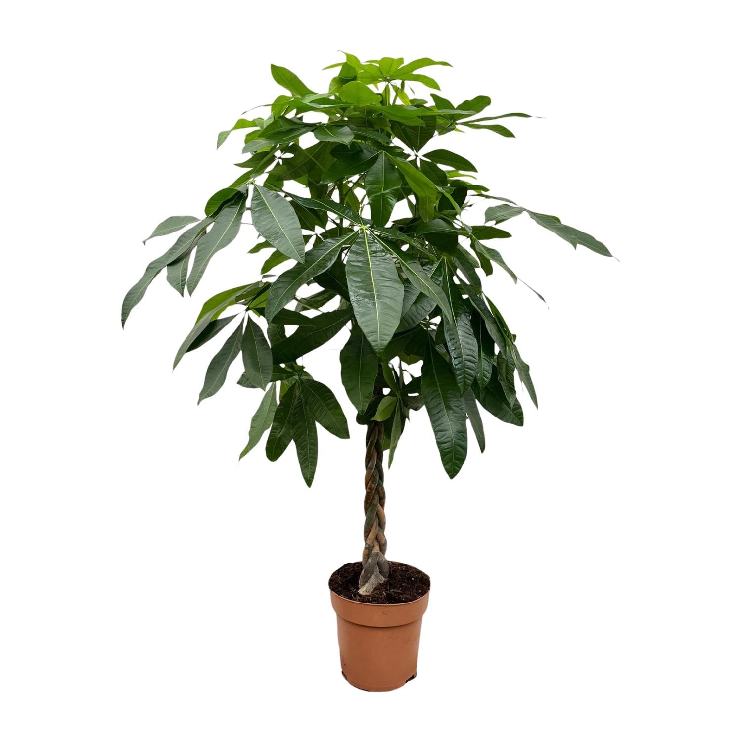 Pachira aquatica – Extra groot