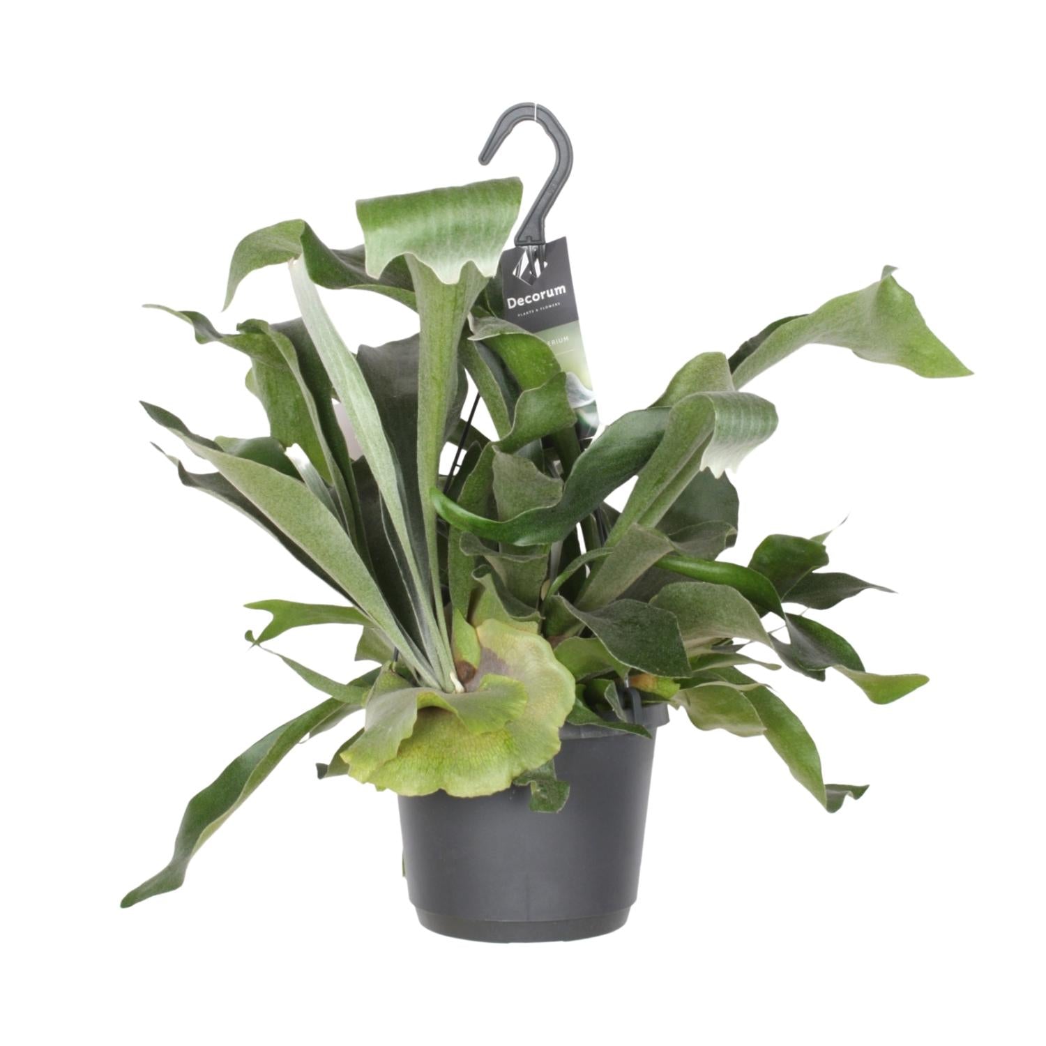 Platycerium bifurcatum – Medium