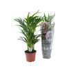 Dypsis Lutescens - Small