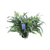 Phlebodium aureum ‘Blue Star’