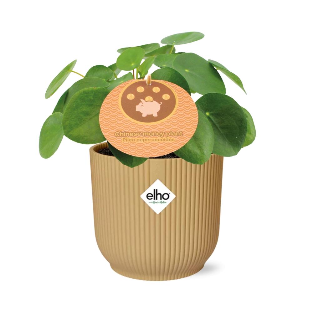 Pilea peperomioides + Sierpot
