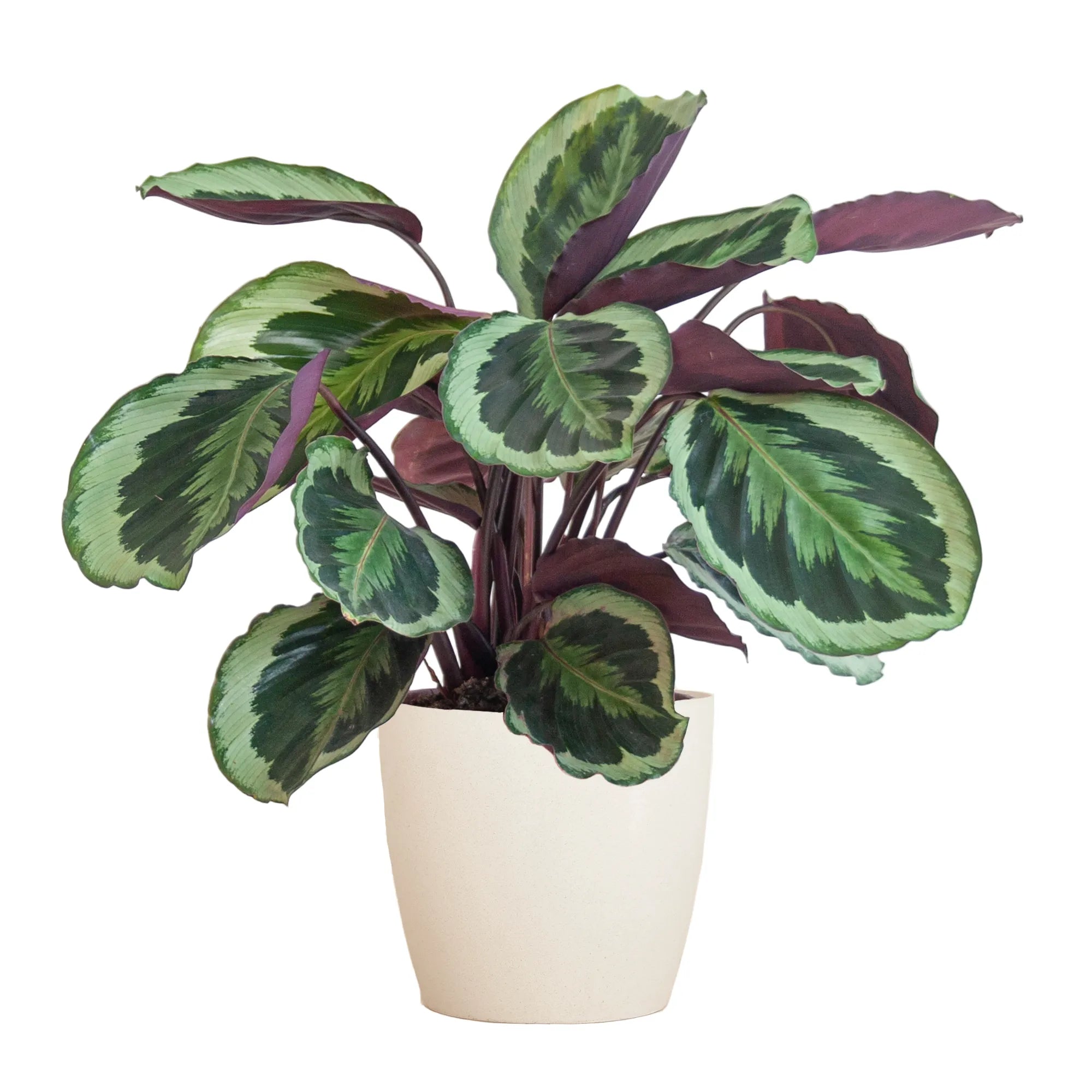 Calathea ‘Medallion’ + Sierpot