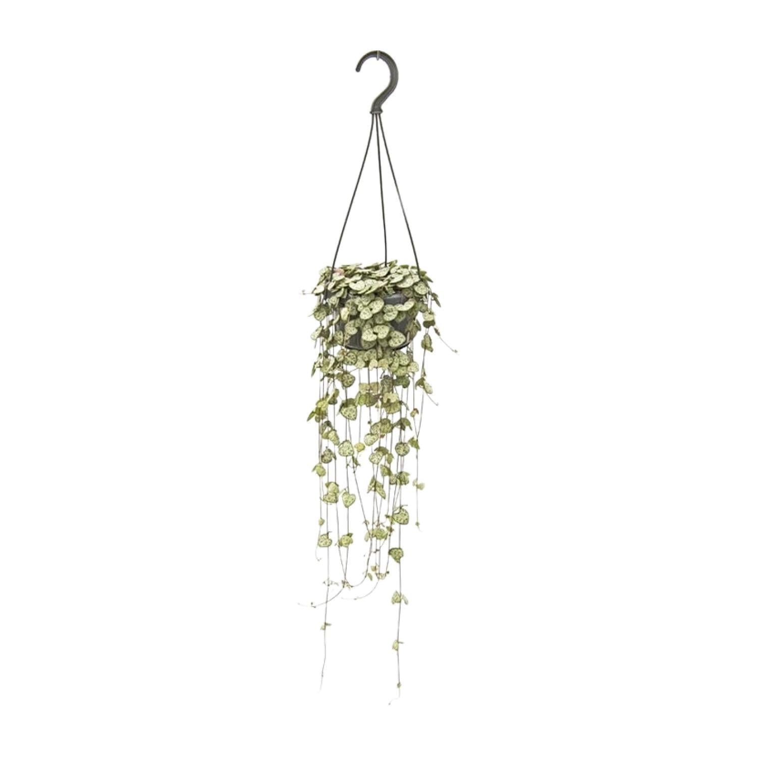 Ceropegia woodii – Groot