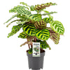 Calathea 'Makoyana' - Medium