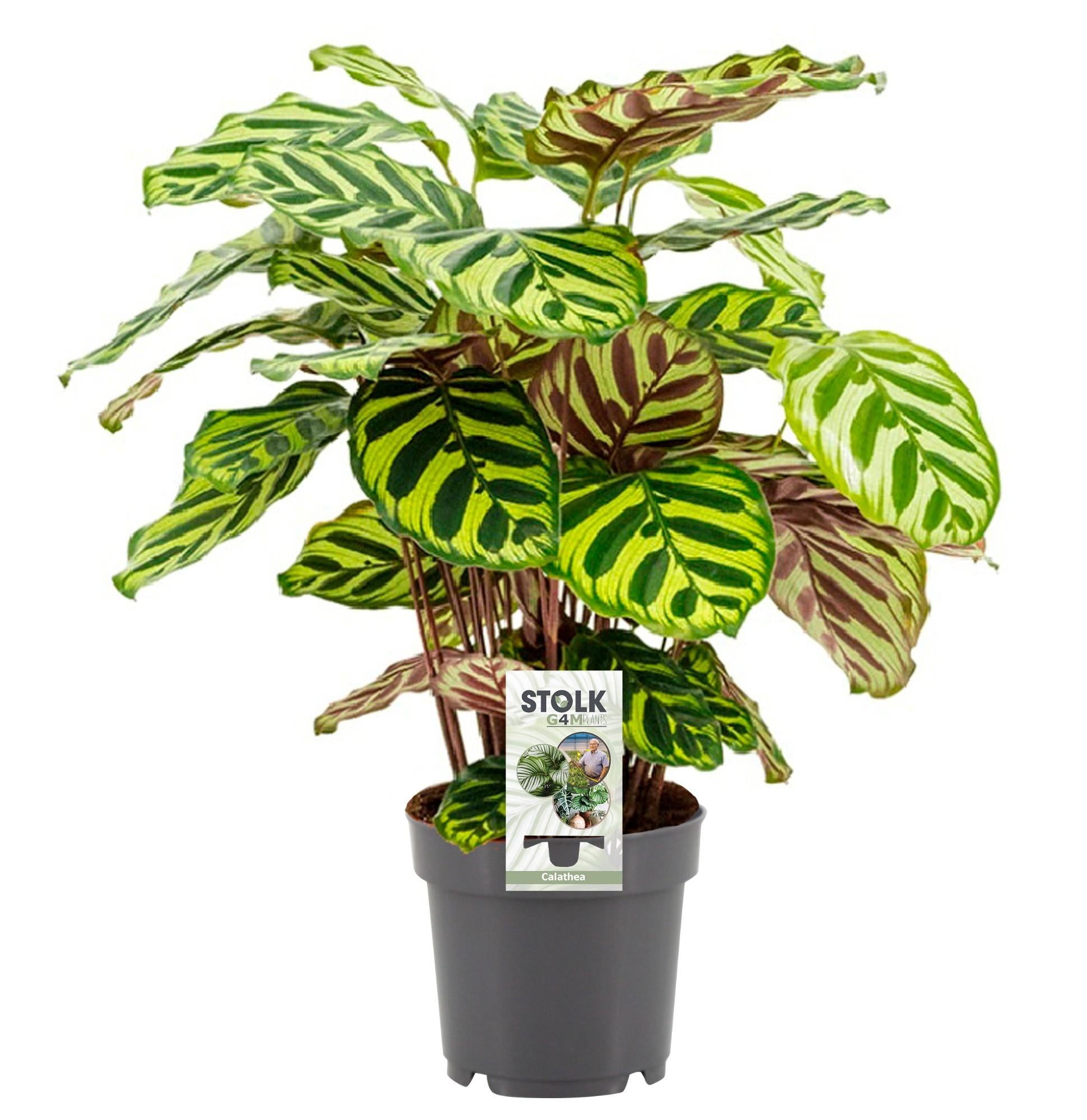 Calathea ‘Makoyana’ – Medium