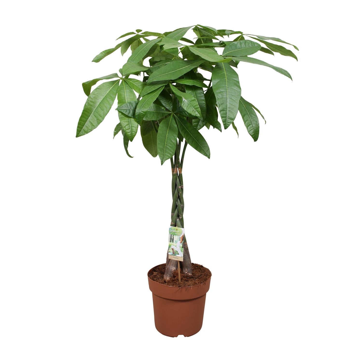 Pachira aquatica – Groot