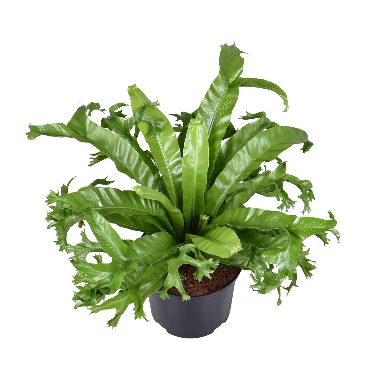 Asplenium Nidus Crissie – Groot