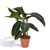 Calathea 'Warscewiczii' - Large