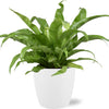 Asplenium Antiquum (M) + Sierpot