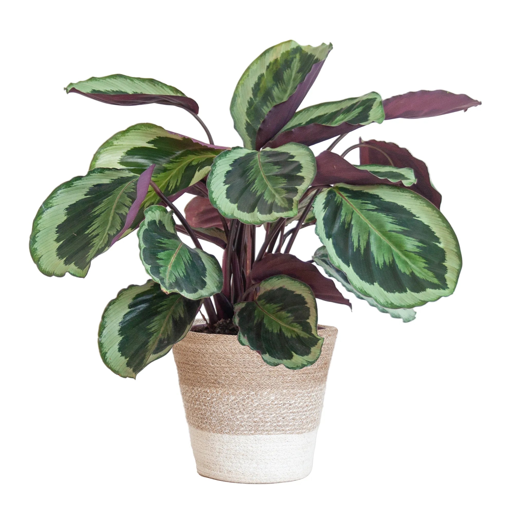 Calathea ‘Medallion’ + Sierpot