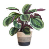 Calathea ‘Medallion’ + Sierpot