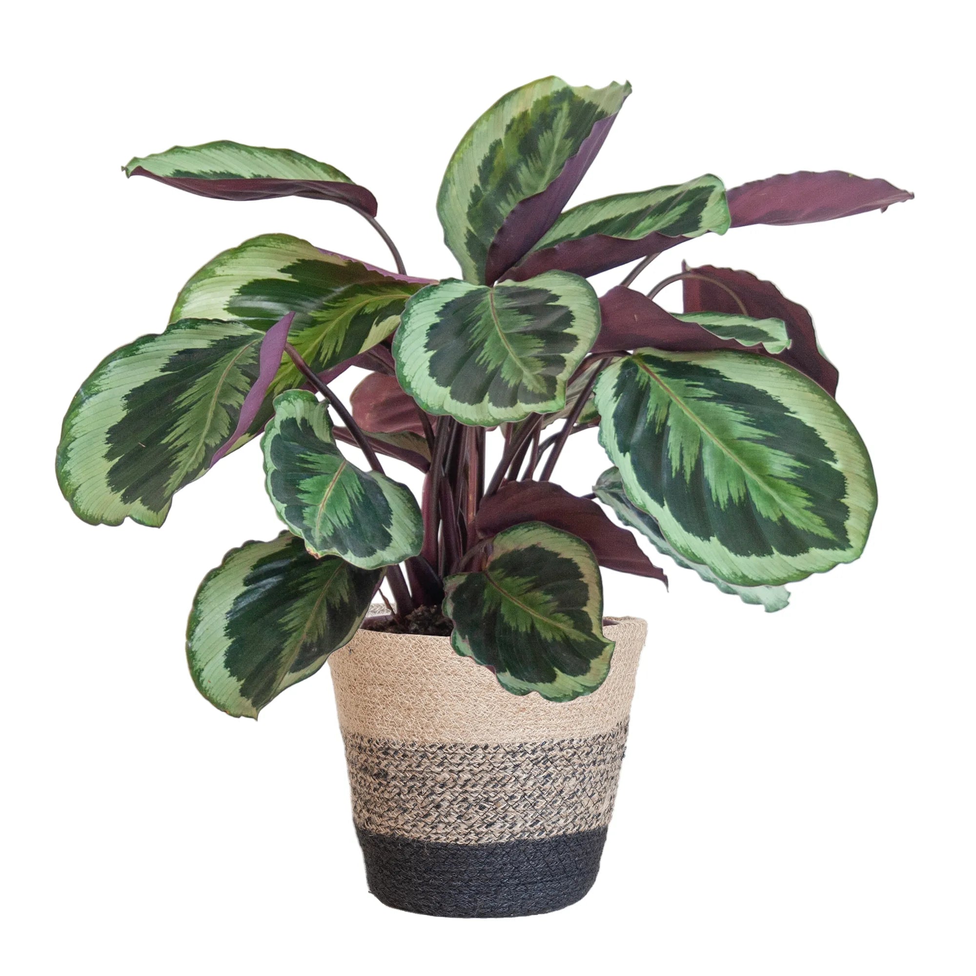 Calathea ‘Medallion’ + Sierpot