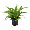 Asplenium Antiquum – Medium