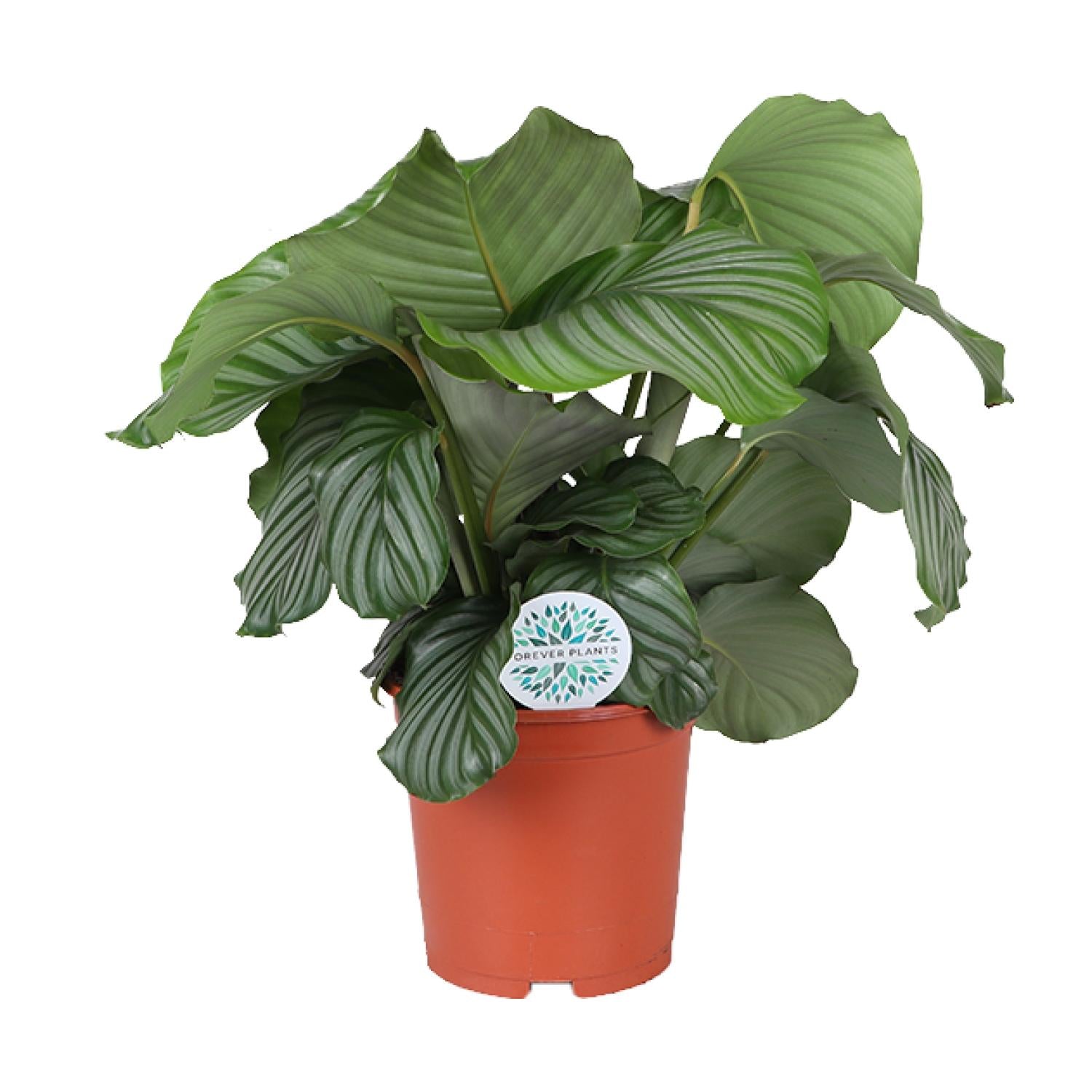 Calathea ‘Orbifolia’ – Extra Groot