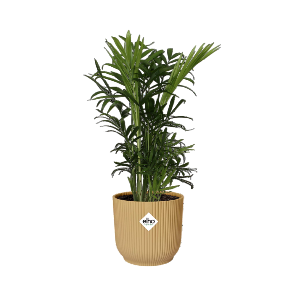 Chamaedorea elegans + Sierpot