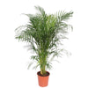 Dypsis Lutescens - X-Large