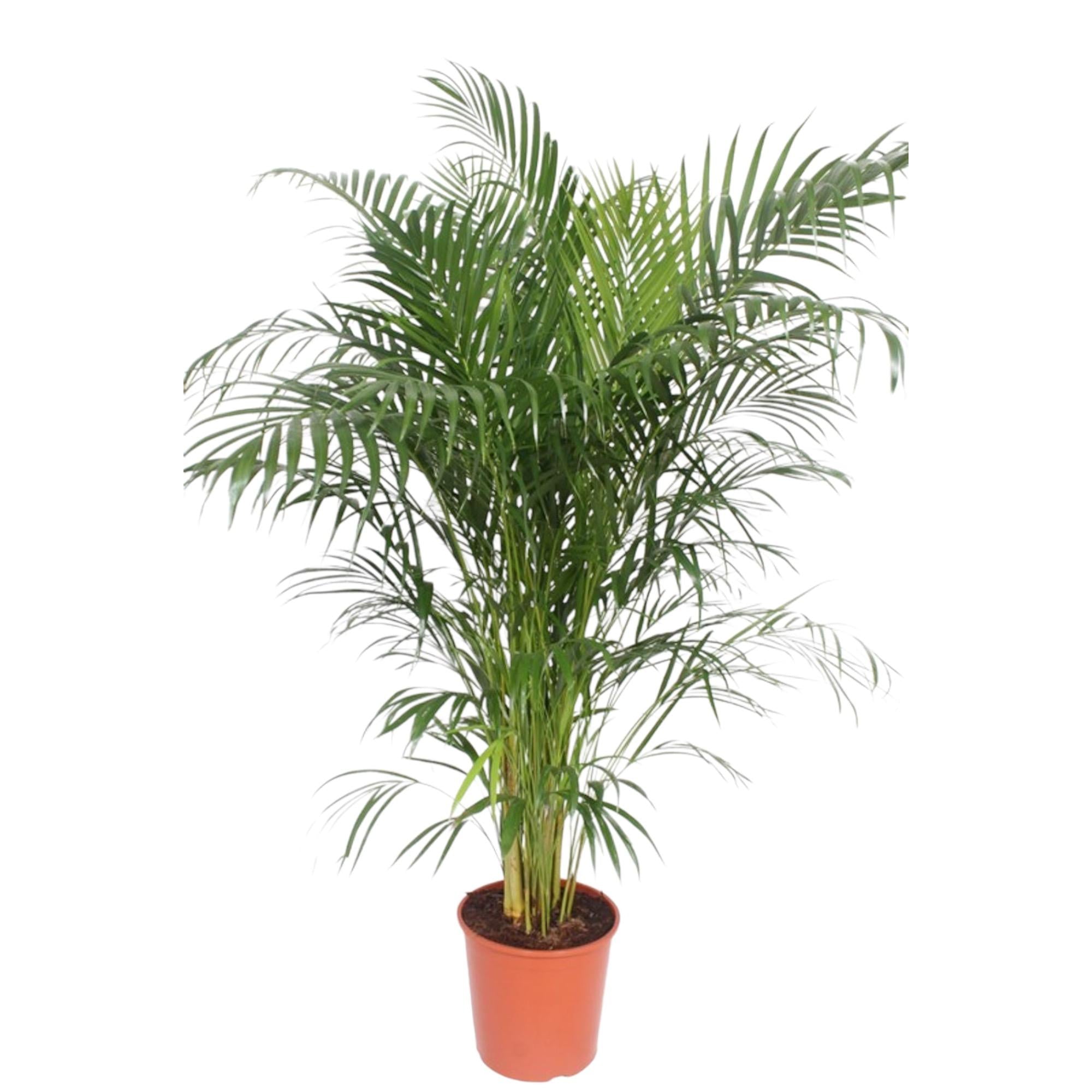 Areca palm (Dypsis lutescens) – Extra Groot