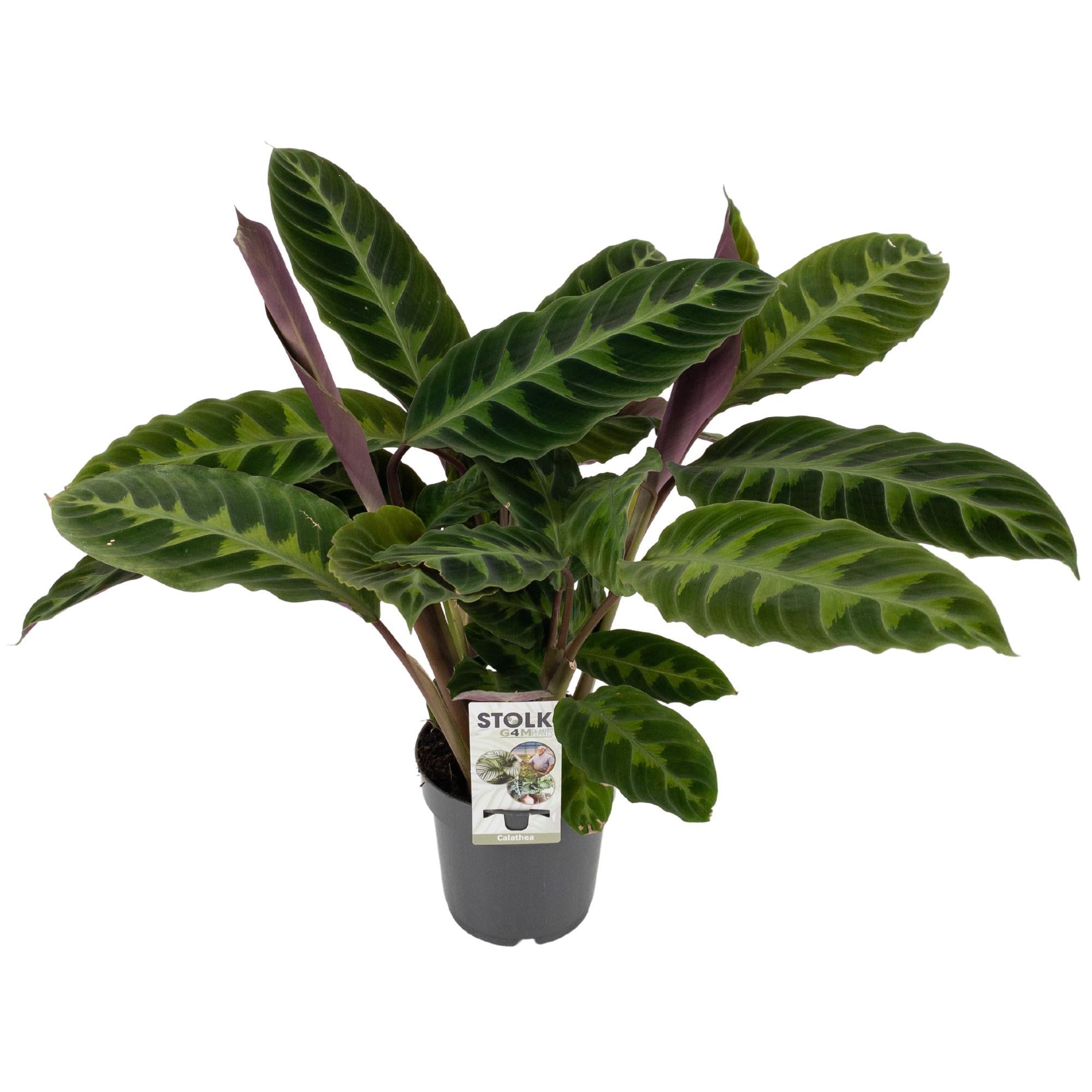 Calathea ‘Warscewiczii’ – Medium