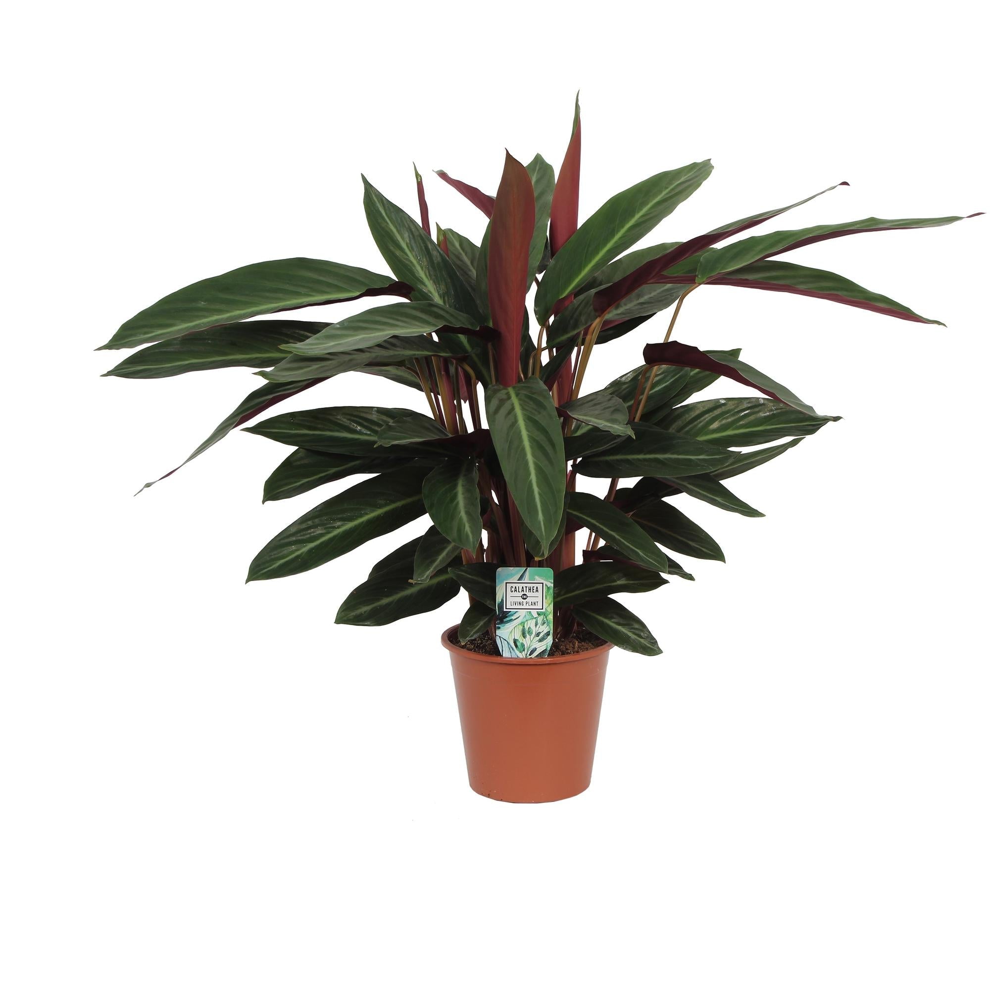 Calathea ‘Stripestar’ – Groot