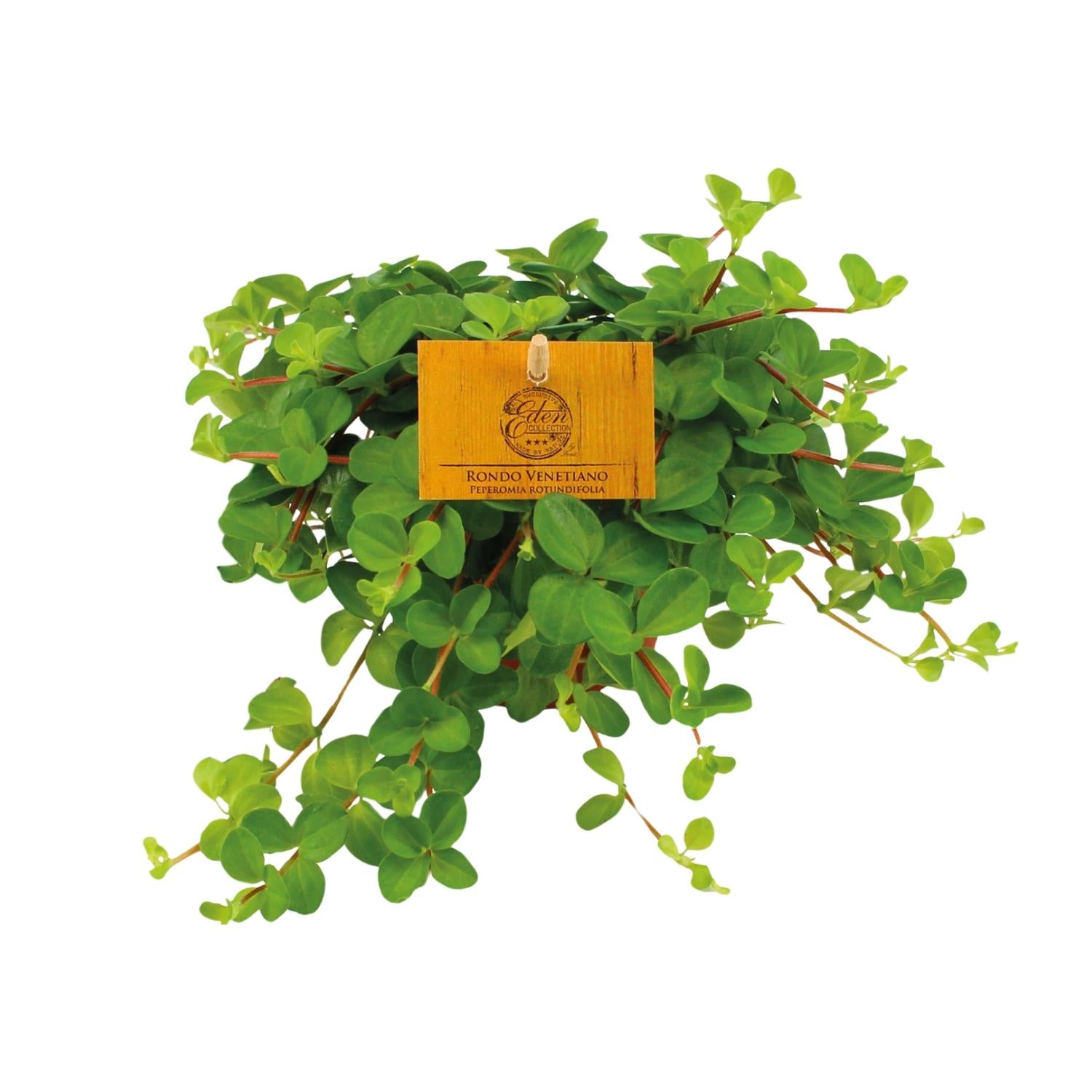 Peperomia rotundifolia – Klein