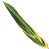 Stromanthe ‘Triostar’ - X-Large