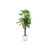 Pachira aquatica (XXL) + Sierpot