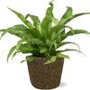Asplenium Antiquum (M) + Sierpot