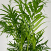 Chamaedorea Elegans + Decorative Pot