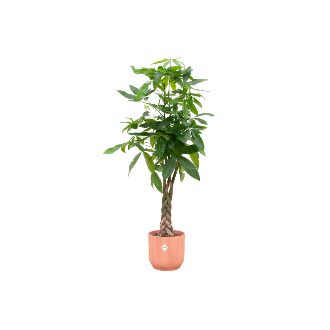 Pachira aquatica (XXL) + Sierpot