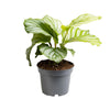 Calathea ‘Orbifolia’ – Klein