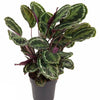 Calathea ‘Medallion’ - X-Large