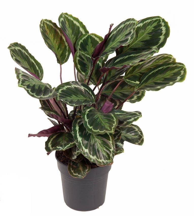 Calathea ‘Medallion’ – Extra Groot