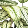 Calathea 'Whitestar'