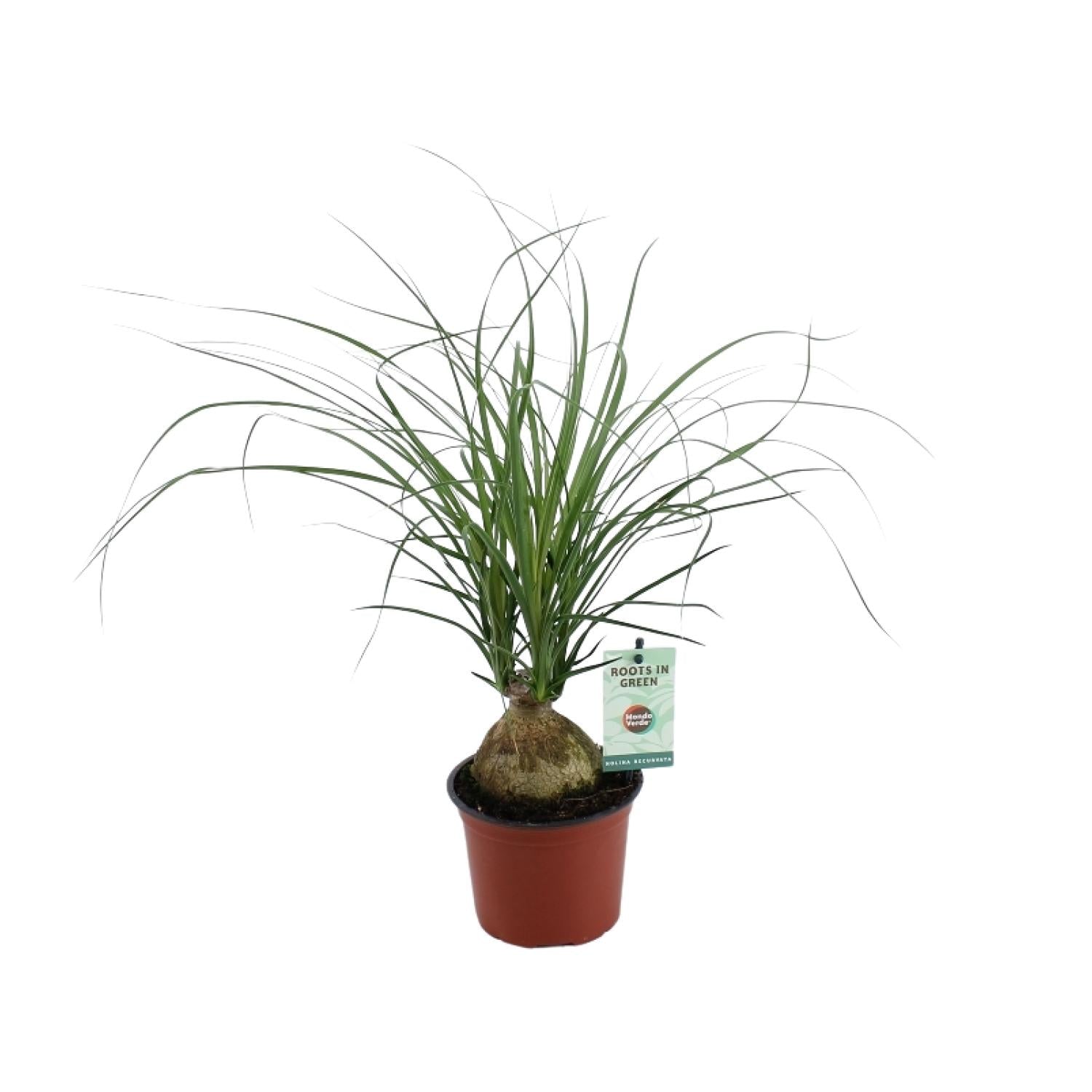 Beaucarnea Recurvata – Klein