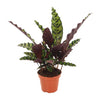 Calathea ‘Lancifolia Insignis’ – Groot