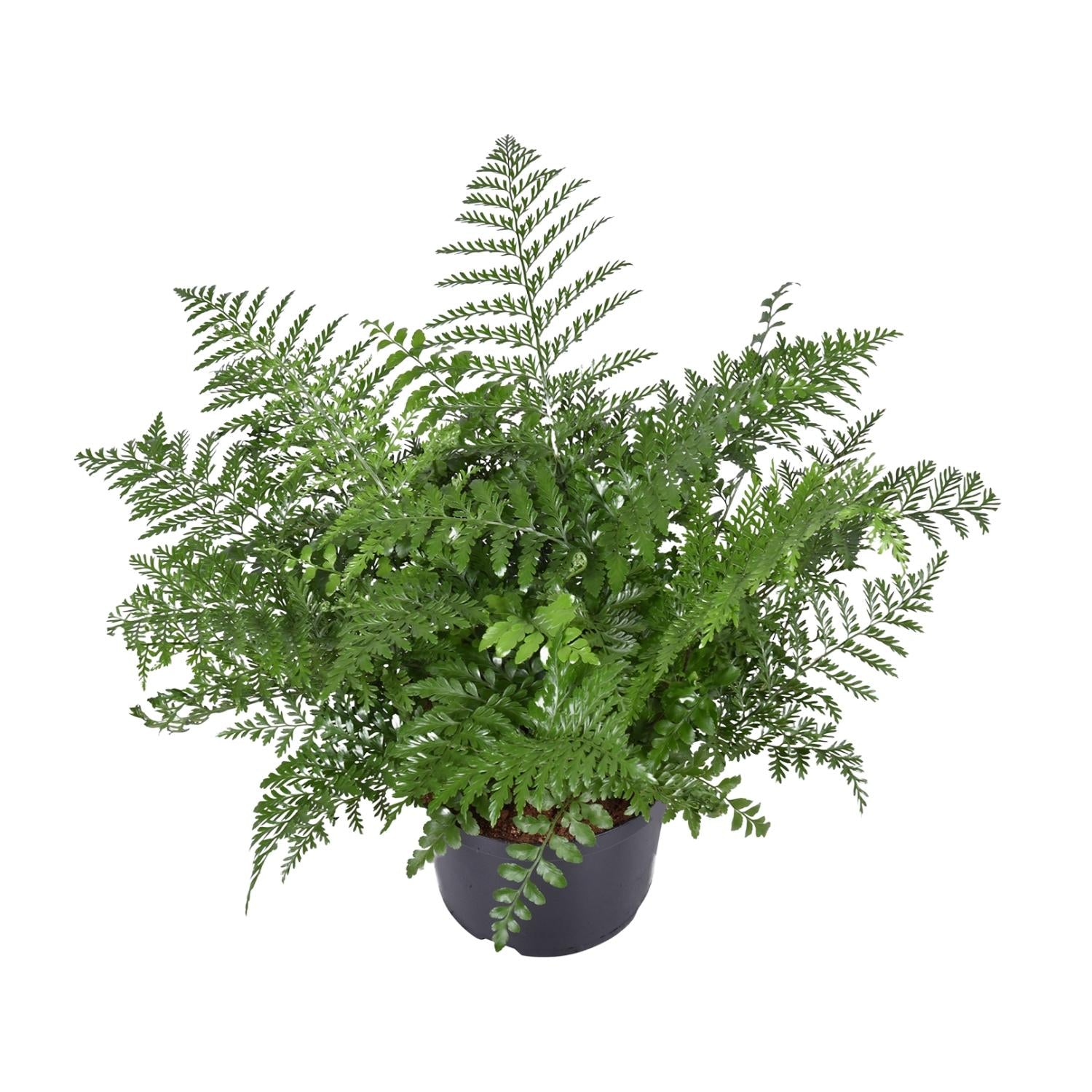 Asplenium Antiquum Parvati – Groot
