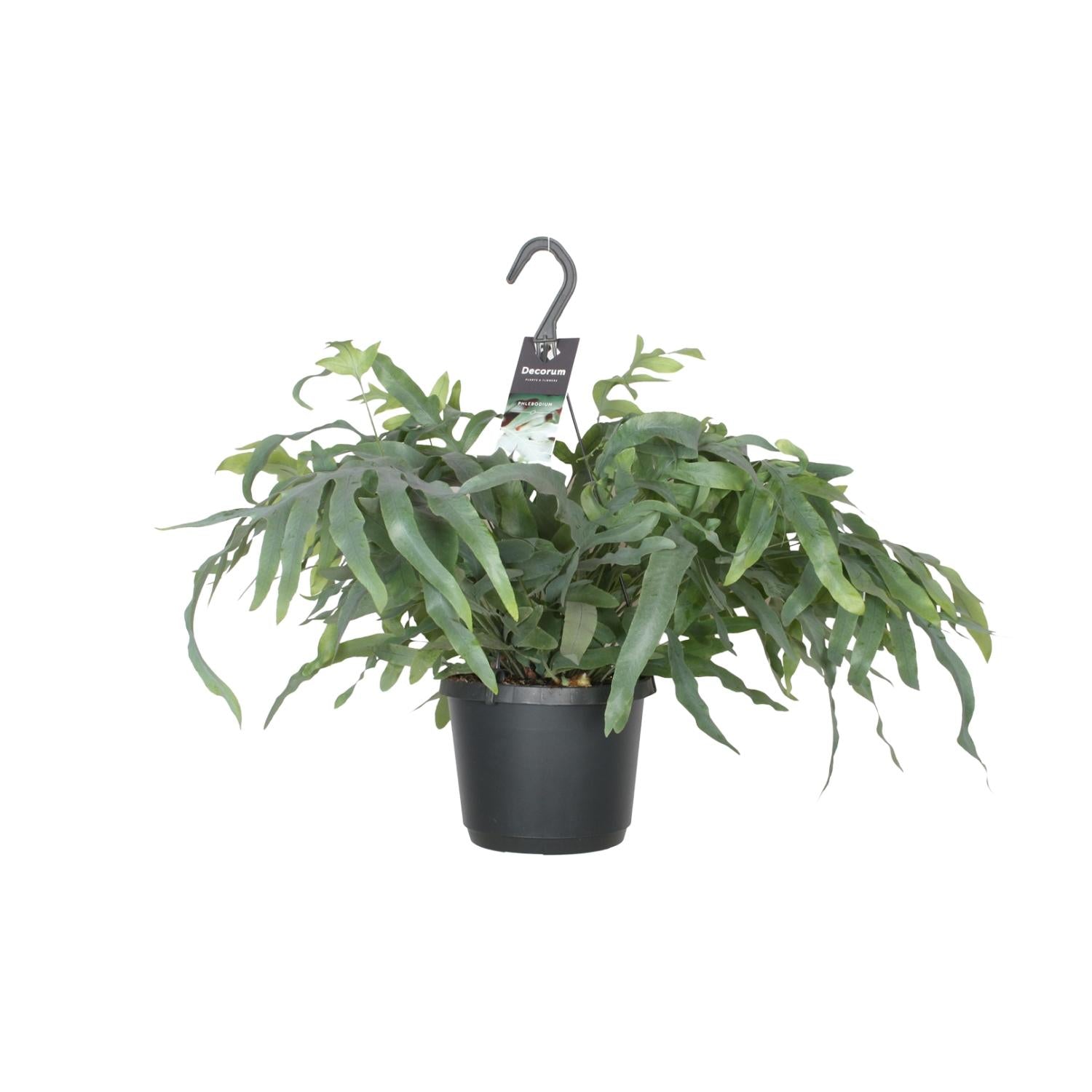 Phlebodium aureum ‘Blue Star’ – Hangpot