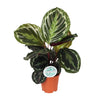 Calathea ‘Medallion’ - Medium
