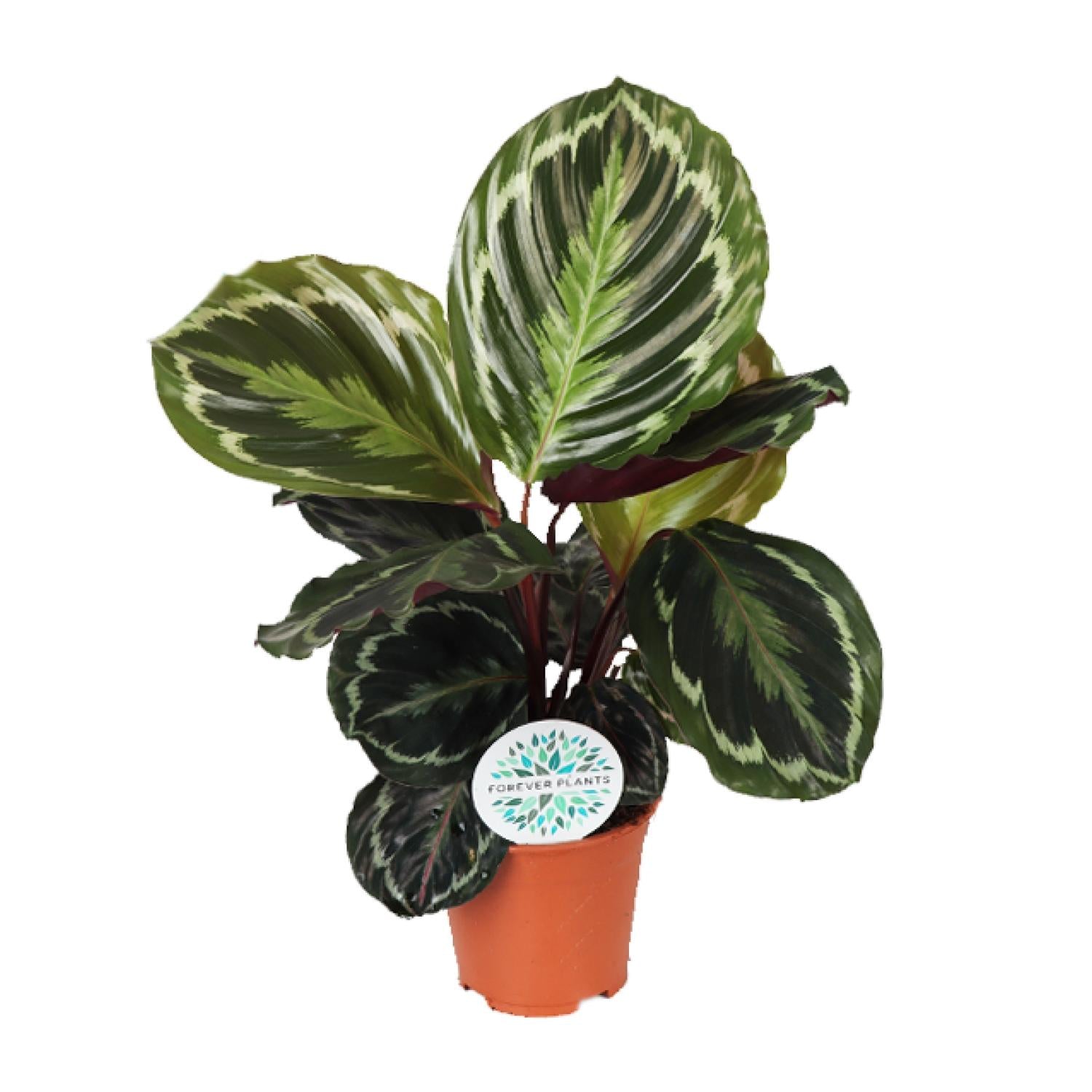 Calathea ‘Medallion’ – Medium